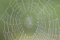 Dewy cobweb