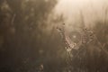 Dewy Cobweb Early Morning in Autumn Backlit Royalty Free Stock Photo