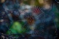Dewy cobweb in a forest in sweden Royalty Free Stock Photo