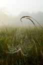 Dewy cobweb suspended on grass seed heads on a misty morning