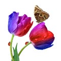 Dewy colorful tulips Royalty Free Stock Photo