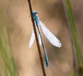 Dewy Common Blue Damselfly