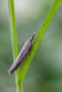 Dewy common grassland species Agriphila tristella on grass