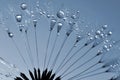 Dewy dandelion Royalty Free Stock Photo