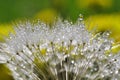 Dewy dandelion