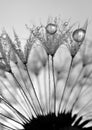 Dewy dandelion Royalty Free Stock Photo