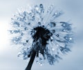 Dewy dandelion flower