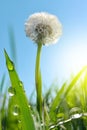 Dewy dandelion flower in grass Royalty Free Stock Photo