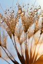 Dewy dandelion flower Royalty Free Stock Photo