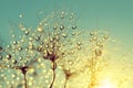 Dewy dandelion flower