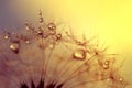 Dewy dandelion flower Royalty Free Stock Photo