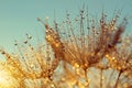 Dewy dandelion flower at sunrise