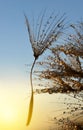 Dewy dandelion flower Royalty Free Stock Photo