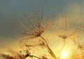 Dewy dandelion flower