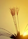 Dewy dandelion flower at sunrise