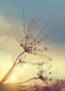 Dewy dandelion flower