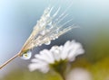 Dewy dandelion seed closeup. Daisy flower reflection in dew drops.