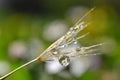 Dewy dandelion seed closeup. Daisy flower reflection in dew drops.