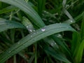 Dew drop in wild life