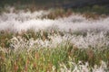 Dewy Drops On Green Grasses Royalty Free Stock Photo