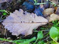 Dewy drops of water on the leaves of trees, early morning, Jijel, Algeria Royalty Free Stock Photo