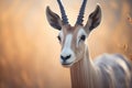 dewy-eyed arabian oryx in the early morning light