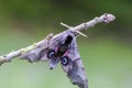 Eyed hawk-moth sitting on twig