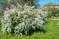 Dewy flowering shrub bridal wreath spirea, floral background