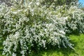 Dewy flowering shrub bridal wreath spirea, floral background Royalty Free Stock Photo