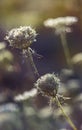 Dewy flowers with nice soft artistic bokeh Royalty Free Stock Photo