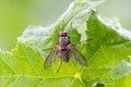 Dewy fly sitting on leaf at morning