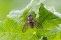Dewy fly sitting on leaf at morning