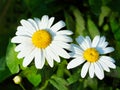 Oxeye Daisies Leucanthemum-vulgare