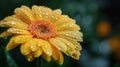 Dewy Gerber Daisy Close-Up: Macro Floral Photography with Water Droplets Royalty Free Stock Photo