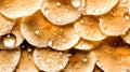 Dewy Golden Mushrooms