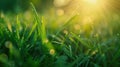 The Dewy Grass Blades.AI generated image Royalty Free Stock Photo