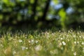 Dewy grass with natural bokeh, trees in the background Royalty Free Stock Photo