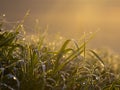 Dewy grass with spider web Royalty Free Stock Photo
