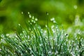 Dewy green grass, blurred background Royalty Free Stock Photo