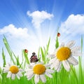 Dewy green grass with daisies Royalty Free Stock Photo