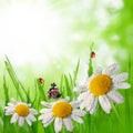 Dewy green grass with daisies Royalty Free Stock Photo