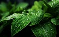 Dewy Green Leaf Water Drops on Nature's Canopy. Generative Ai Royalty Free Stock Photo