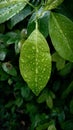 Dewy green leaves in the morning