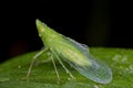A dewy green planthopper