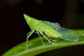 A dewy, green treehopper