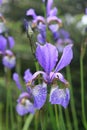Dewy iris Royalty Free Stock Photo