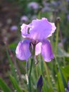 Dewy iris Royalty Free Stock Photo