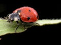 Dewy ladybug on leaf Royalty Free Stock Photo