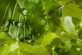 Dewy leaf with rain drops