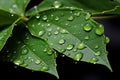 A dewy leaf signifies the crucial role of water in sustaining life, earth friendly images